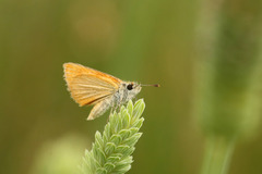 Ancyloxypha nitedula