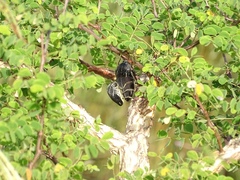 Sternocera interrupta interrupta