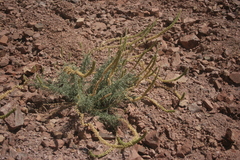 Reseda muricata