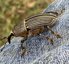 Cholus parallelogrammus