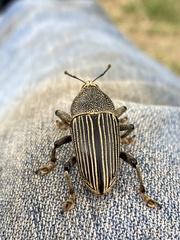 Cholus parallelogrammus