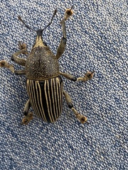 Cholus parallelogrammus