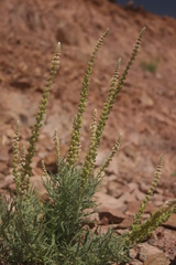 Reseda muricata