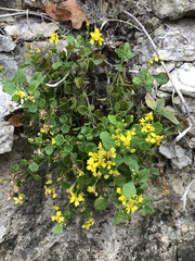 Perityle lindheimeri