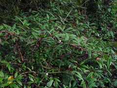 Cotoneaster salicifolius