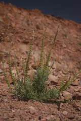Reseda muricata