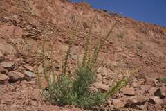 Reseda muricata
