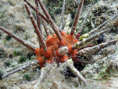 Stylocidaris affinis image