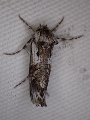 Archaeoses polygrapha