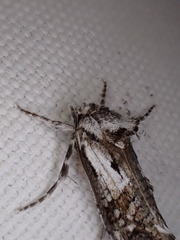 Archaeoses polygrapha