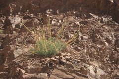 Reseda muricata