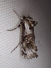 Archaeoses polygrapha