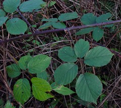 Rubus robiae
