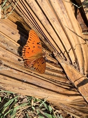 Dione vanillae