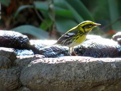 Setophaga townsendi