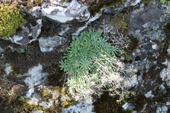 Schivereckia podolica