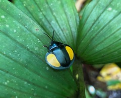 Omaspides specularis