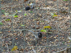 Junco hyemalis