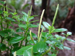 Peperomia urvilleana