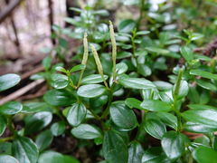Peperomia urvilleana