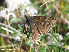 Erynnis pacuvius pacuvius