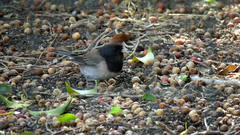 Junco hyemalis