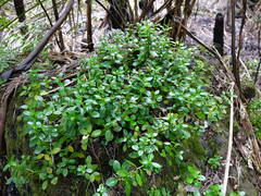 Peperomia urvilleana