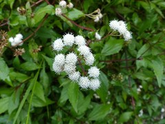 Ageratina riparia image