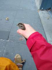 Zonotrichia albicollis