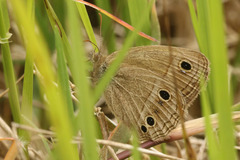 Stegosatyrus periphas