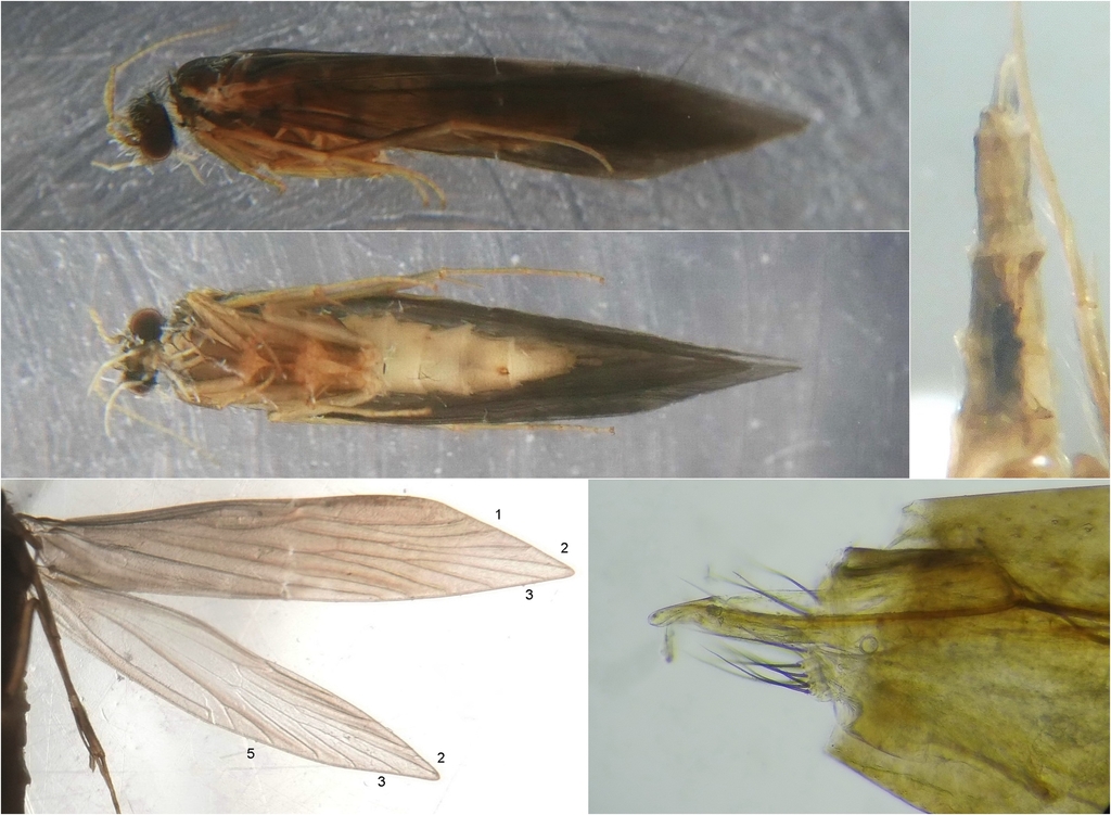 Allotrichia