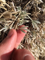 Astragalus tridactylicus
