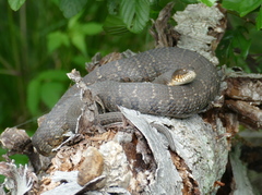 Nerodia sipedon