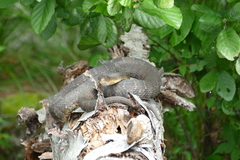 Nerodia sipedon