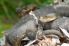 Nerodia sipedon