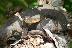 Nerodia sipedon