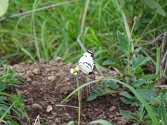 Belenois creona creona