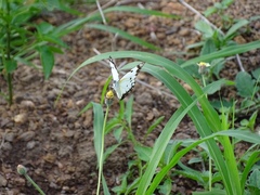 Belenois creona creona