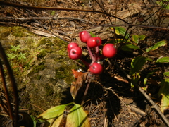 Actaea × ludovicii