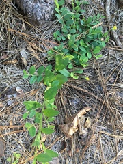Crotalaria rotundifolia