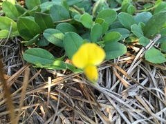 Crotalaria rotundifolia