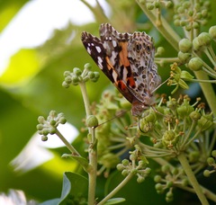 Vanessa cardui
