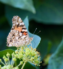Vanessa cardui