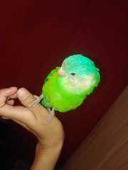 Brotogeris pyrrhoptera