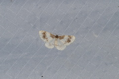 Hydrelia condensata