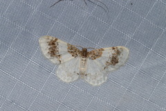 Hydrelia condensata