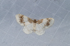Hydrelia condensata