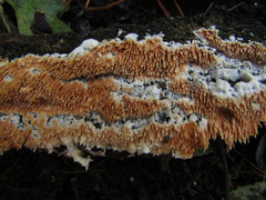 Steccherinum robustius