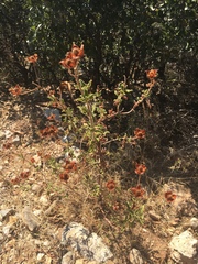 Cistus creticus creticus