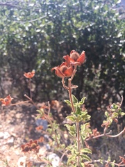 Cistus creticus creticus